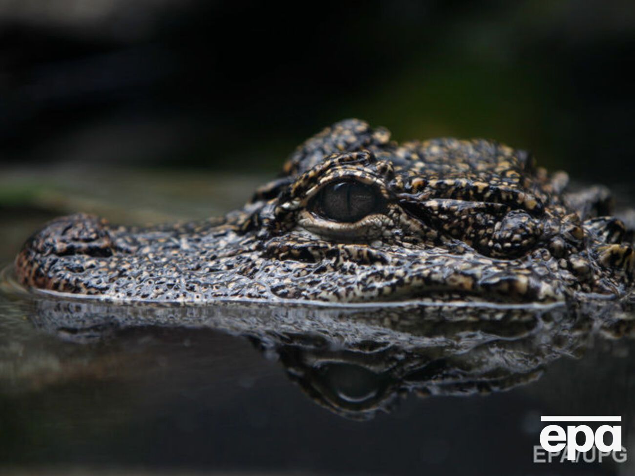 В американском парке дикой природы аллигатор напал на женщину