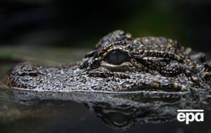 В американском парке дикой природы аллигатор напал на женщину