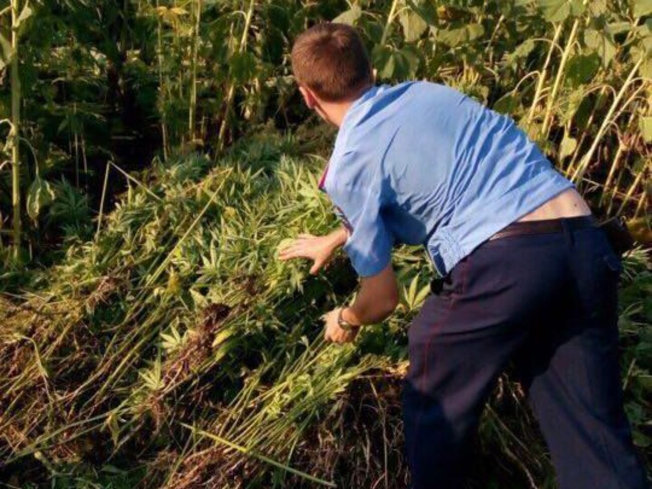 Стоимость обнаруженной СБУ конопли на "черном рынке" составила бы около 200 тыс. грн