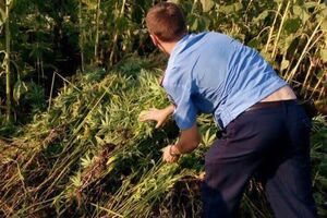 Стоимость обнаруженной СБУ конопли на "черном рынке" составила бы около 200 тыс. грн