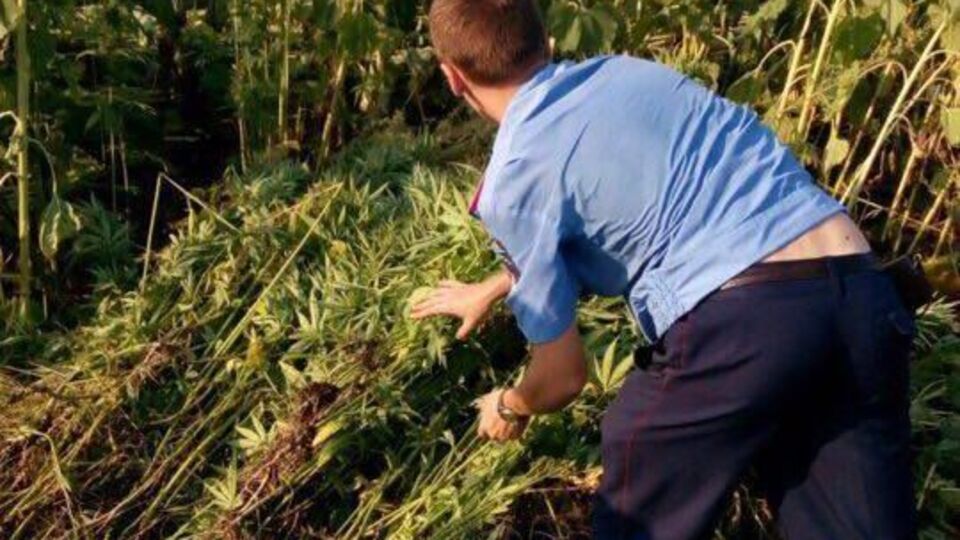 Стоимость обнаруженной СБУ конопли на "черном рынке" составила бы около 200 тыс. грн