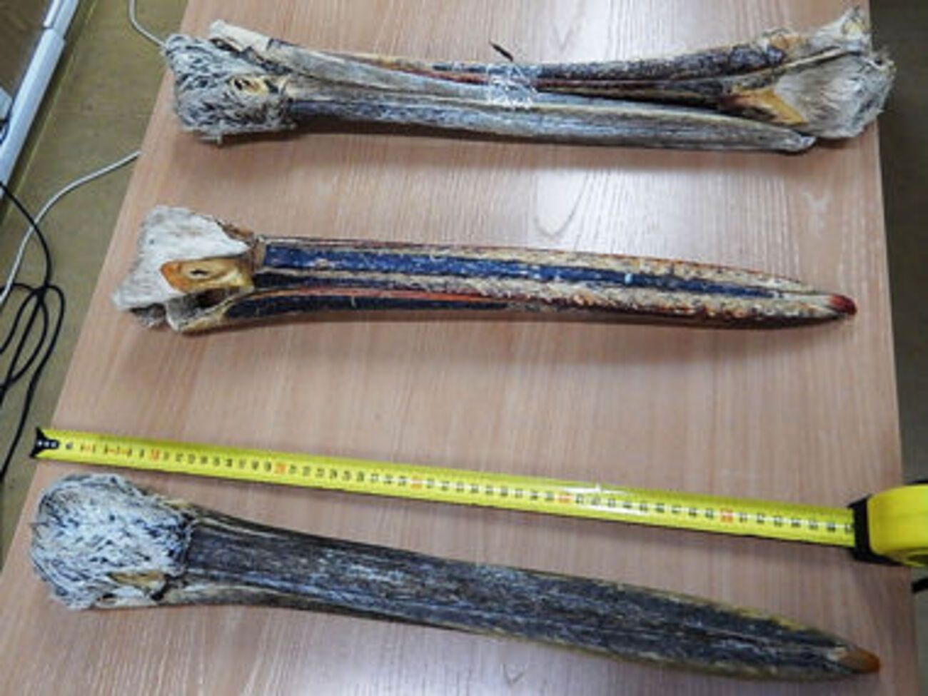 Головы принадлежали кудрявому и розовому пеликанам