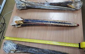 Головы принадлежали кудрявому и розовому пеликанам