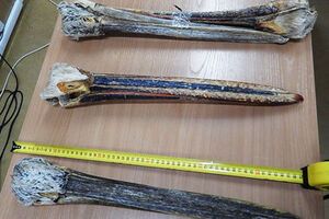 Головы принадлежали кудрявому и розовому пеликанам