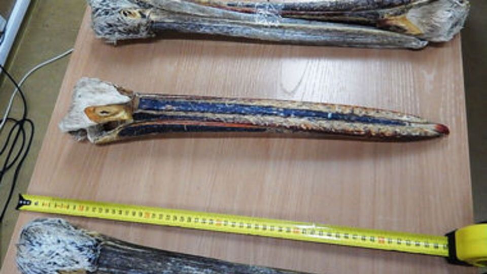 Головы принадлежали кудрявому и розовому пеликанам