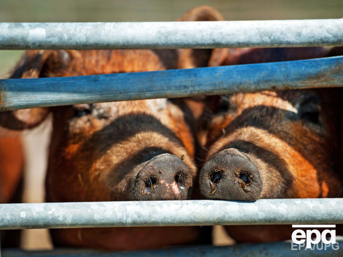 Эмбарго на поставки в РФ свиней признано незаконным