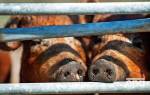 Эмбарго на поставки в РФ свиней признано незаконным