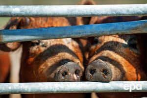 Эмбарго на поставки в РФ свиней признано незаконным