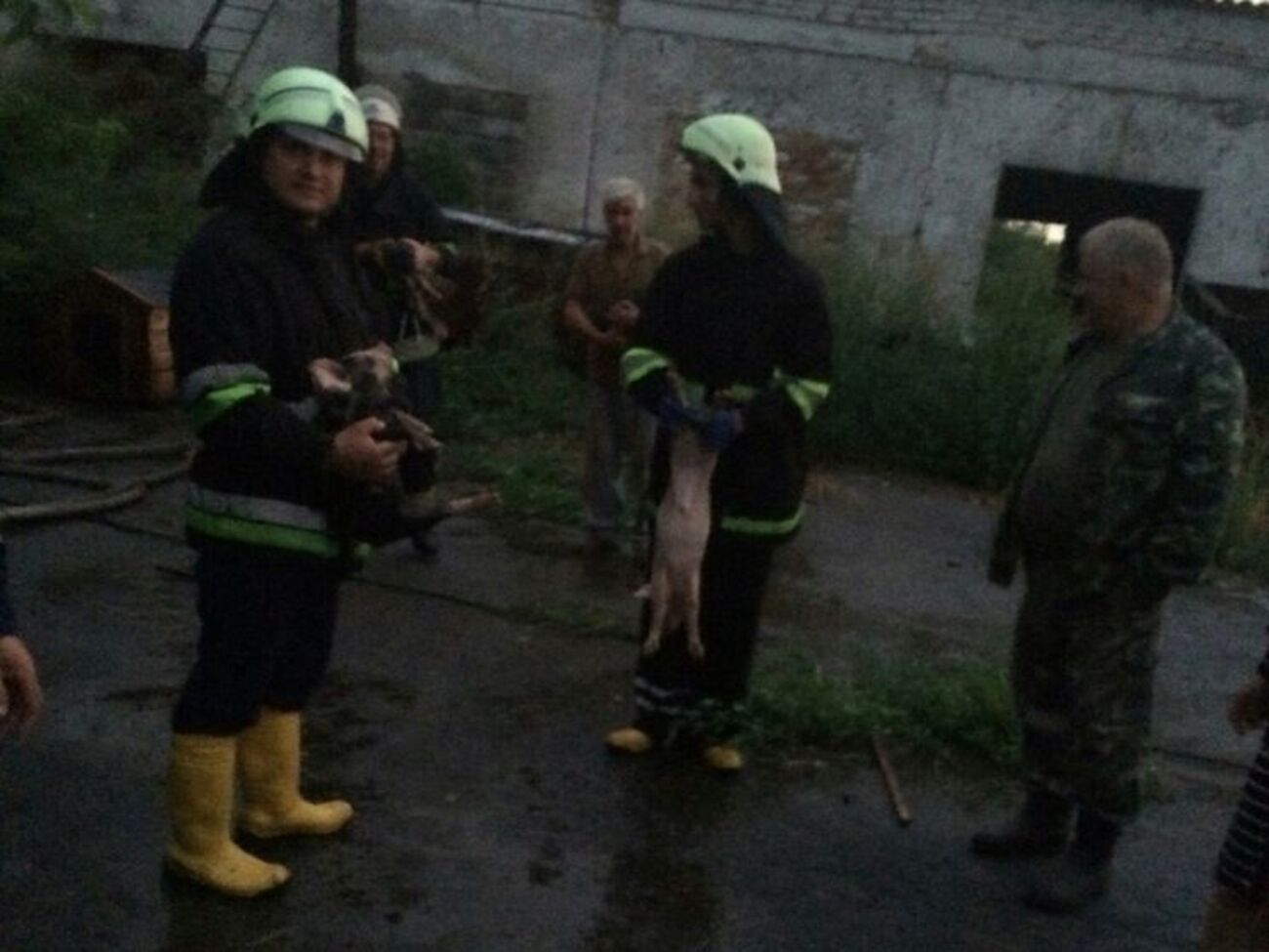 43 животных удалось спасти