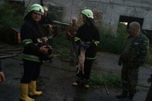 43 животных удалось спасти