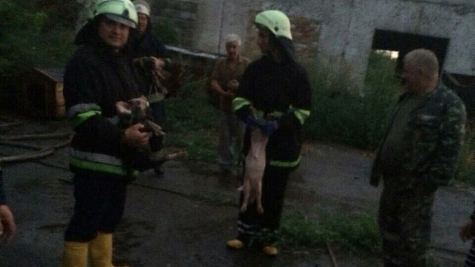 43 животных удалось спасти