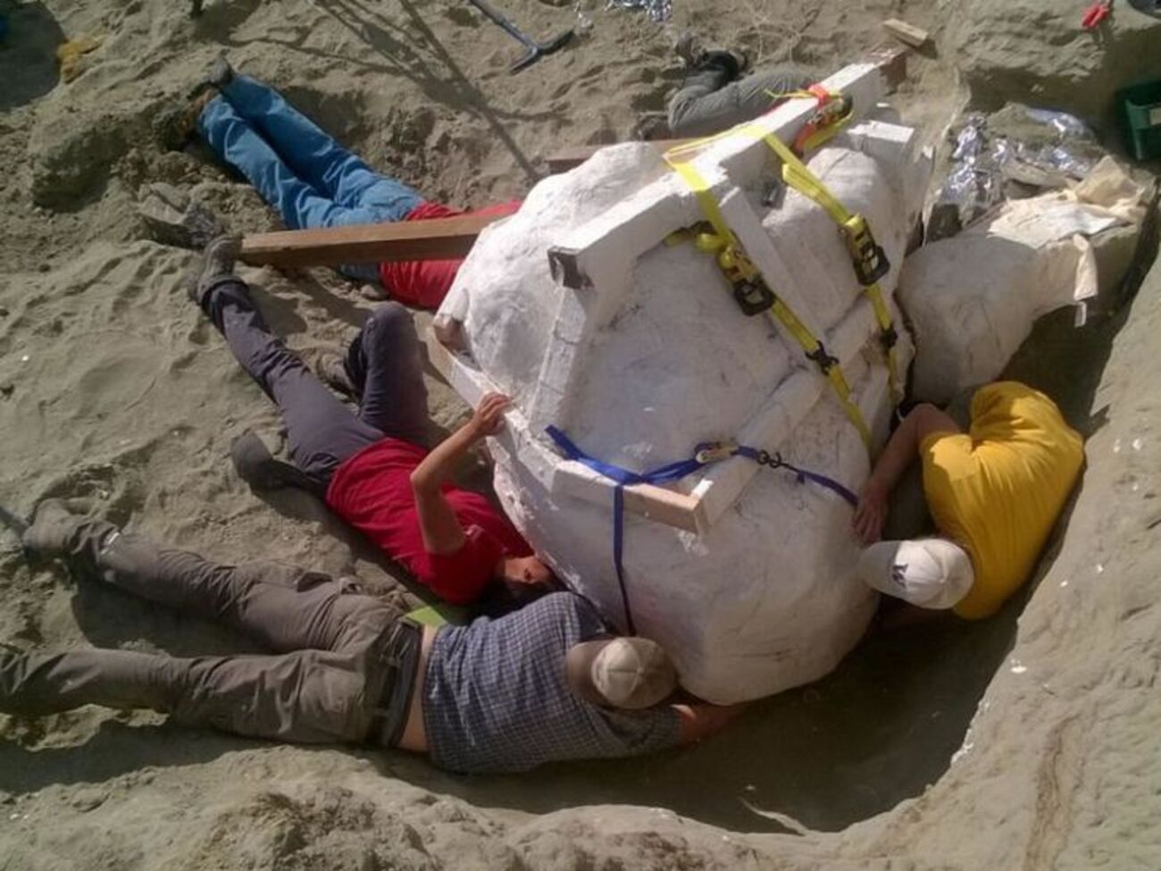 Палеонтологи готовят череп к транспортировке