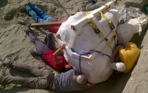 Палеонтологи готовят череп к транспортировке