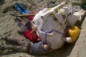 Палеонтологи готовят череп к транспортировке