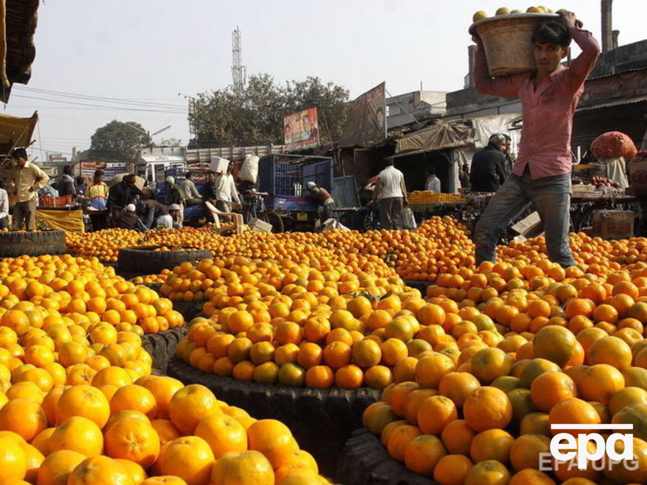 Ученые заявили о пользе цитрусовых для страдающих лишним весом