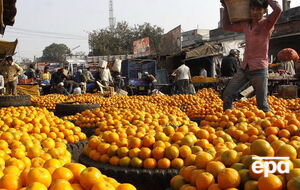 Ученые заявили о пользе цитрусовых для страдающих лишним весом