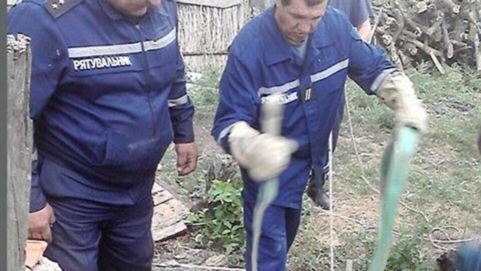 С помощью веревок жеребенка удалось поднять из колодца
