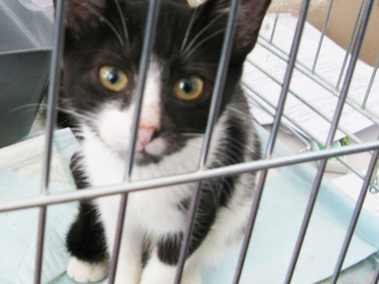 В столице котам из приюта помогали найти новых хозяев