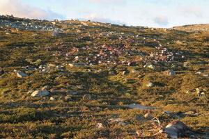 Плато усеяно телами павших оленей