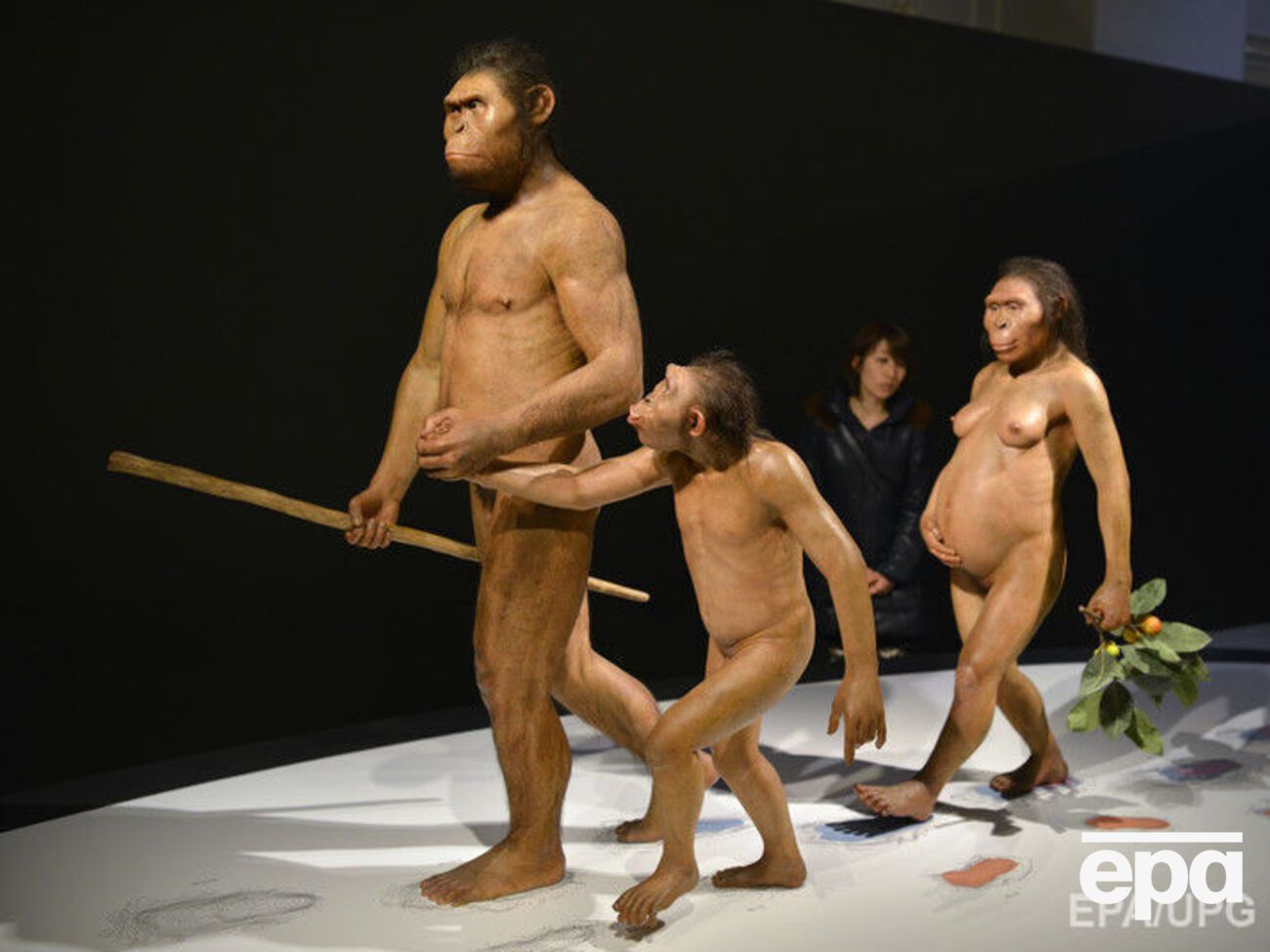 Исследователи подтвердили, что афарские австралопитеки были прямоходящими