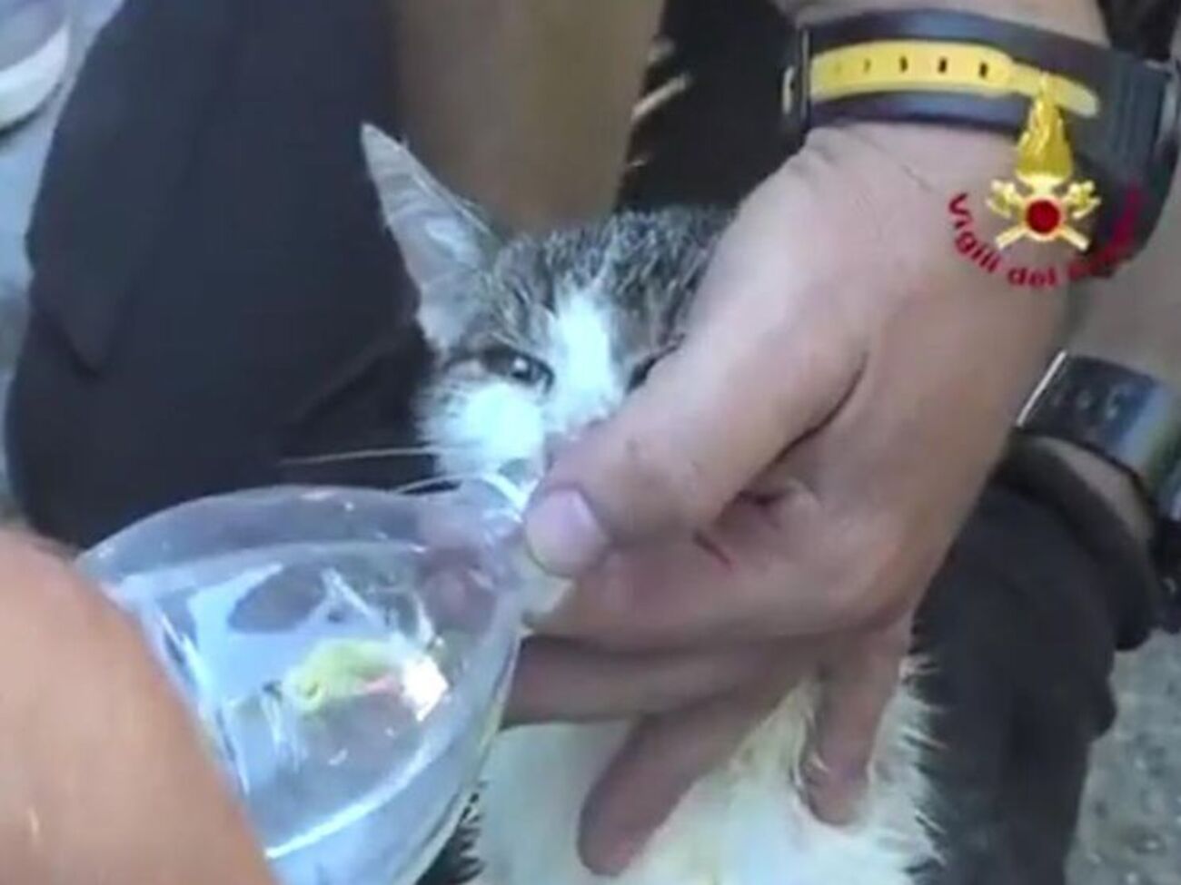 Кошка практически не пострадала