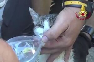 Кошка практически не пострадала