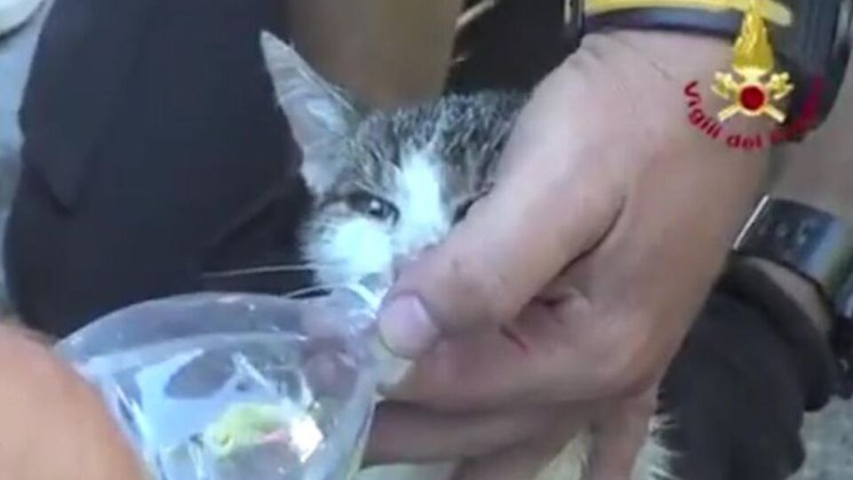 Кошка практически не пострадала