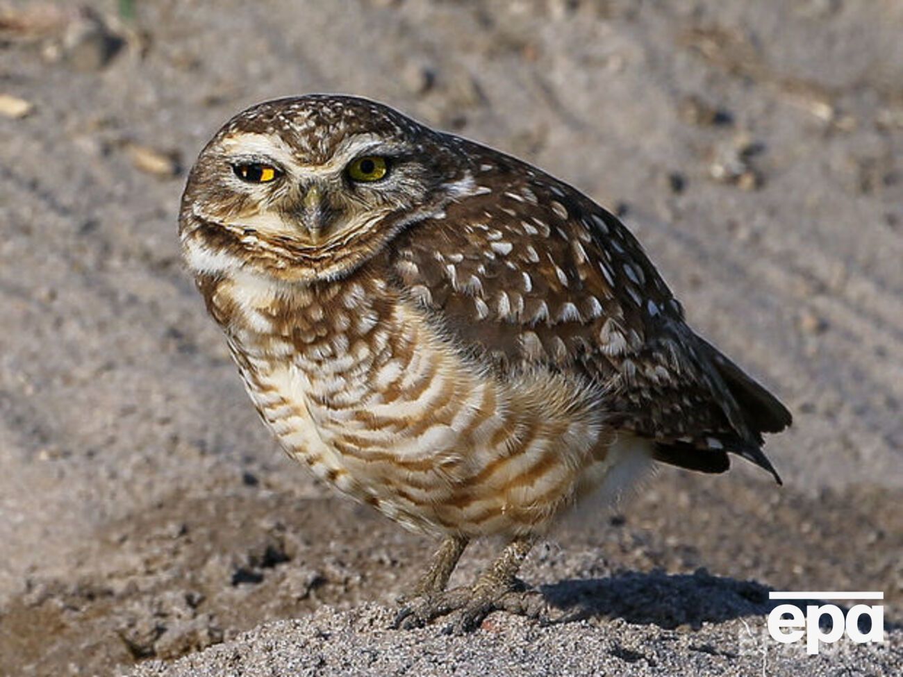 Эта сова вырыла гнездо у лунки №1 на олимпийском поле для гольфа