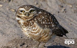 Эта сова вырыла гнездо у лунки №1 на олимпийском поле для гольфа