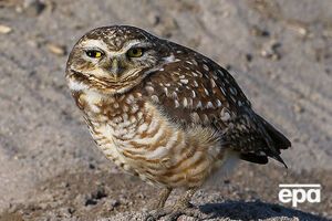 Эта сова вырыла гнездо у лунки №1 на олимпийском поле для гольфа