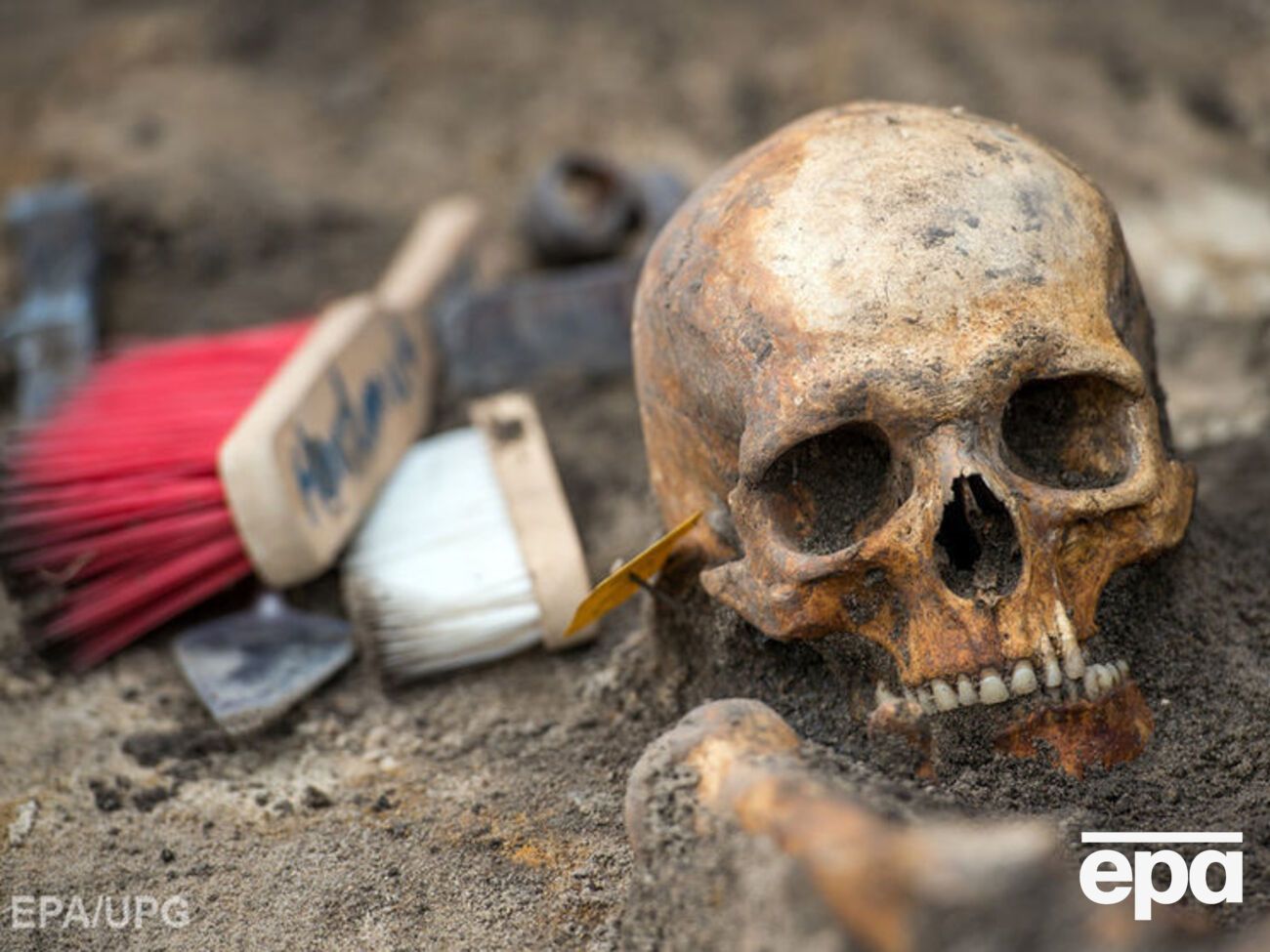 Останки оказались настоящими