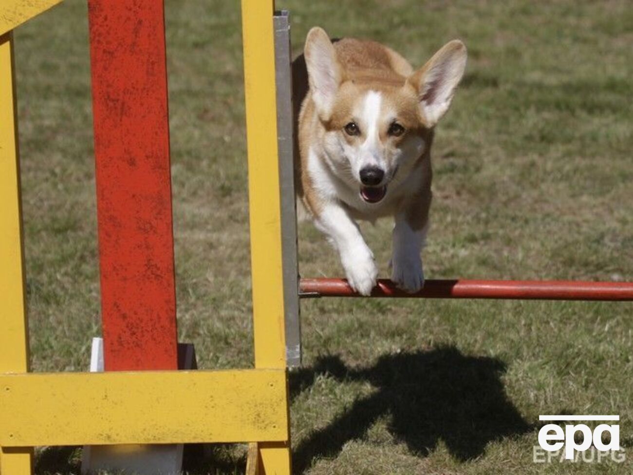 Согласно данным ФБК, у Шуваловых шесть собак породы вельш-корги