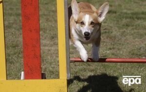 Согласно данным ФБК, у Шуваловых шесть собак породы вельш-корги