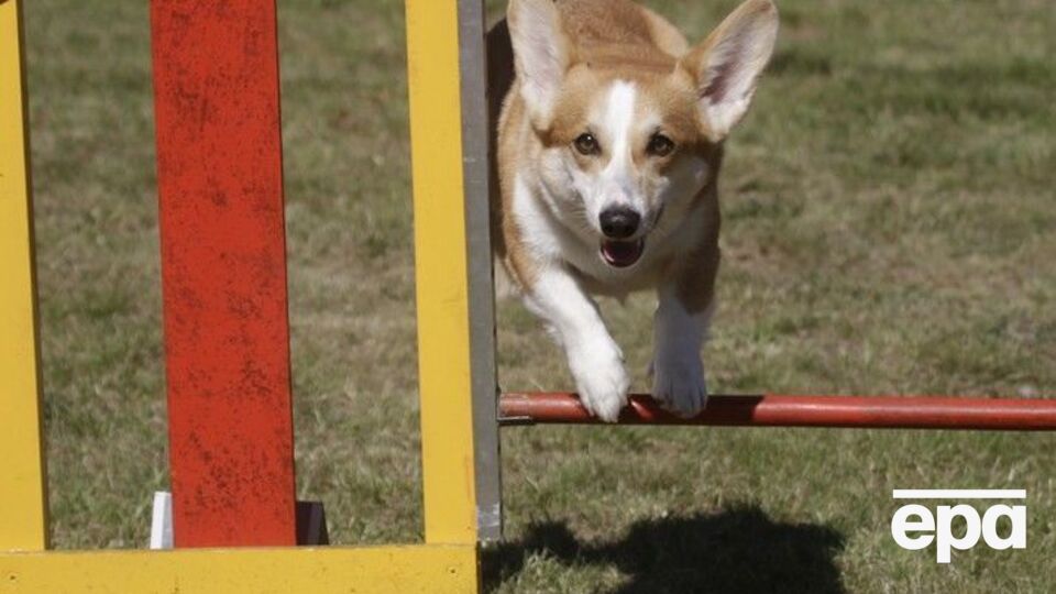 Согласно данным ФБК, у Шуваловых шесть собак породы вельш-корги