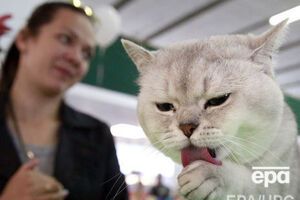 Кошка разбудила спящую хозяйку, чем спасла ей жизнь