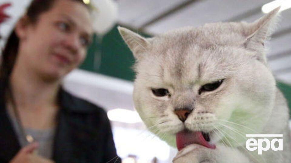Кошка разбудила спящую хозяйку, чем спасла ей жизнь