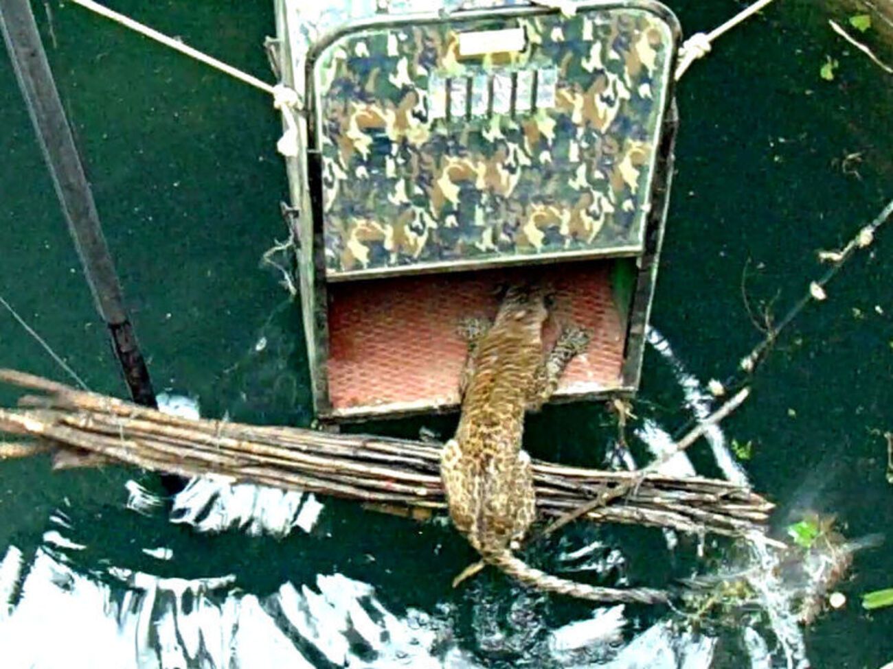 Упавшего в колодец леопарда спасли