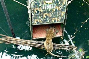 Упавшего в колодец леопарда спасли