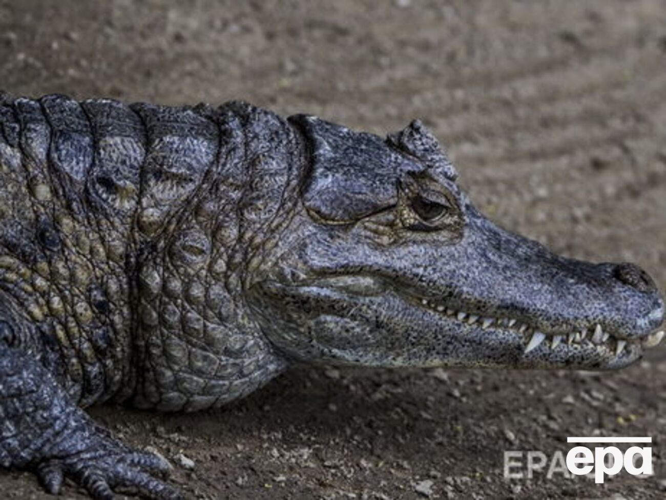 Крокодил преследовал каякера три километра