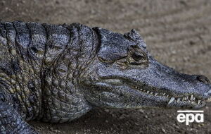 Крокодил преследовал каякера три километра