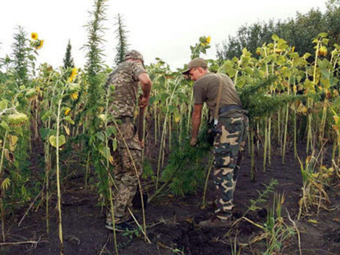 Все кусты наркосодержащих растений были изъяты и направлены на экспертизу