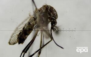 В России зафиксировано шесть случаев заражения вирусом Зика