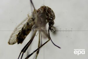 В России зафиксировано шесть случаев заражения вирусом Зика