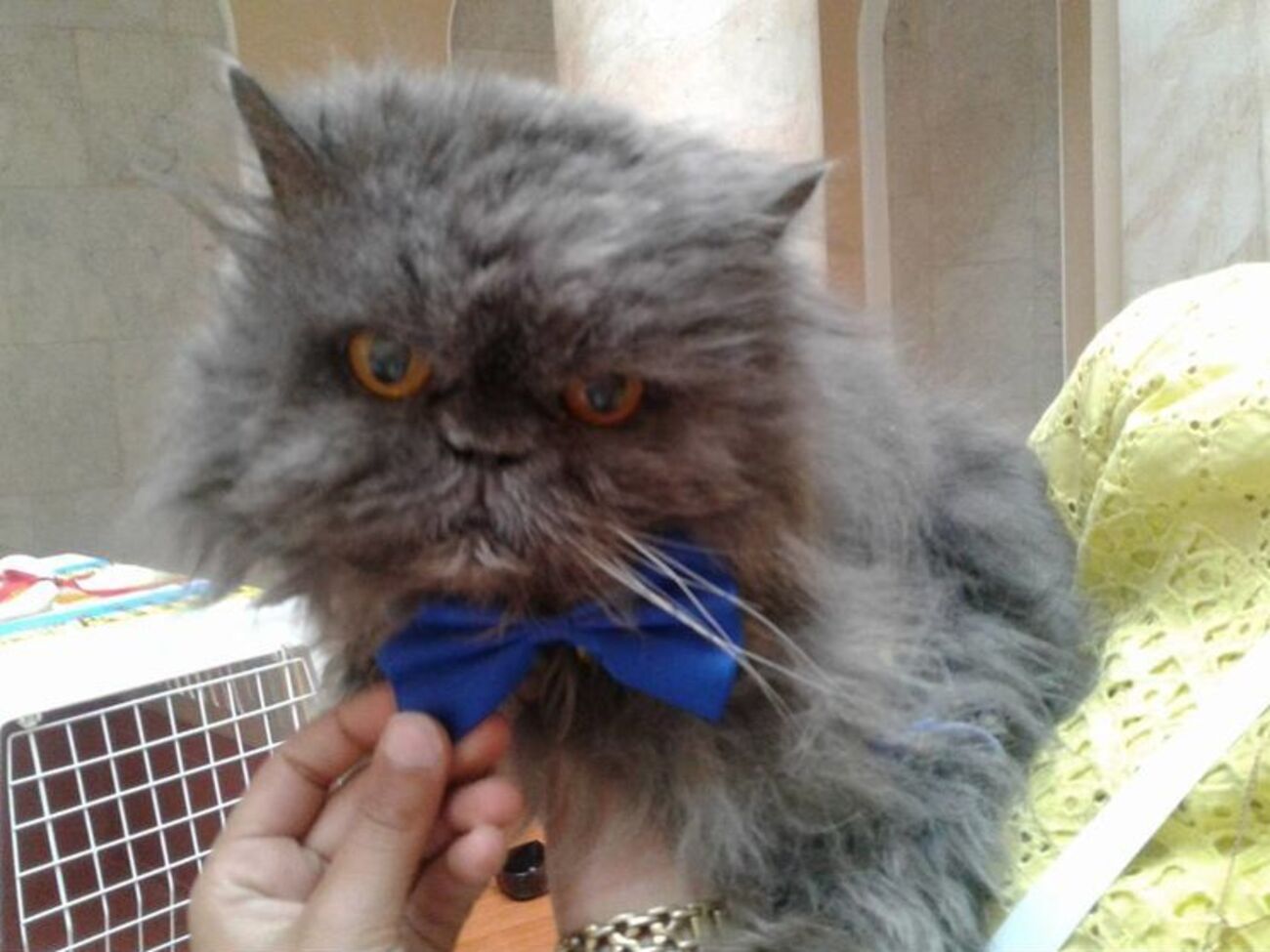 Вениамин де Лекли был включен в реестр рекордов как самый старый кот страны