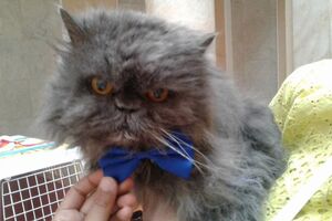 Вениамин де Лекли был включен в реестр рекордов как самый старый кот страны