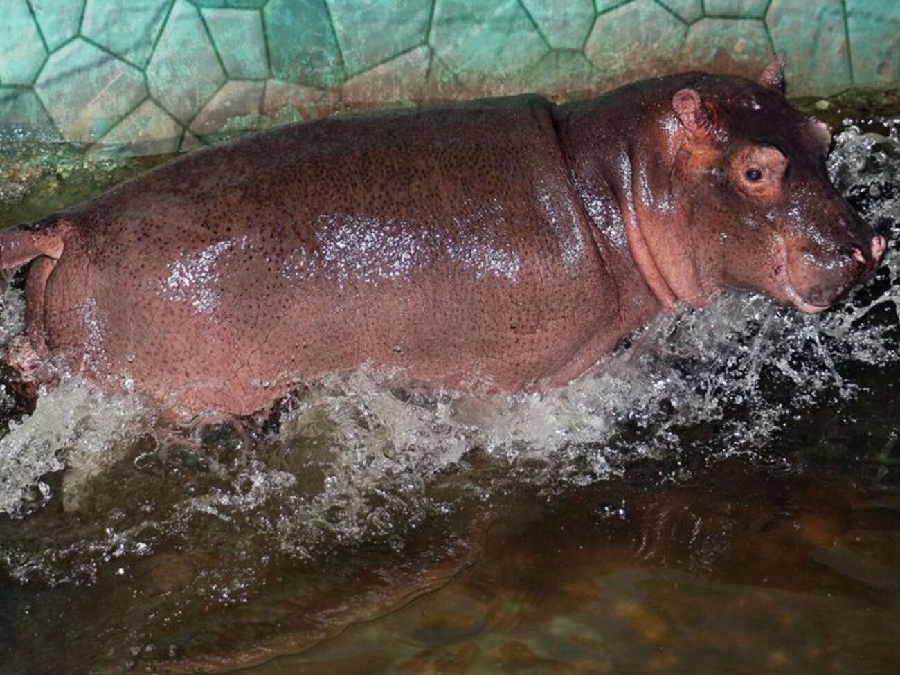 Малышка весит четверть тонны