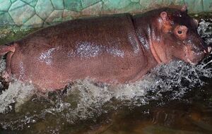 Малышка весит четверть тонны