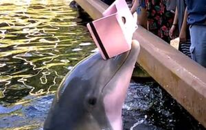 Дельфин утащил гаджет под воду