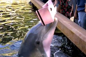 Дельфин утащил гаджет под воду