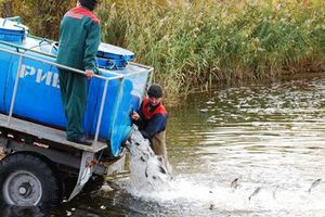 В реку выпустят рыб, фильтрующих воду